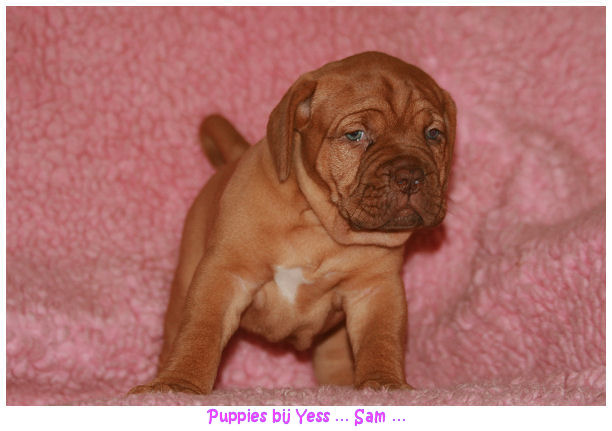 pups2007 165.jpg